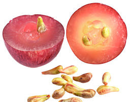 Extracto de Semilla de Uva